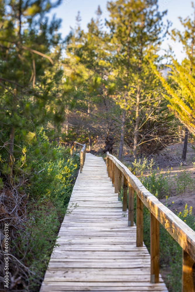 An idyllic wooden path surrounded by the forest trees. Going back to nature in an awe natural landscape. Following the path to an amazing scenery inside the wood