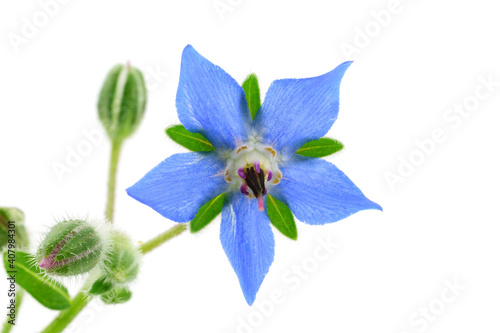 Photos Borage (Borago Officinalis) Medicinal Flower Herb Flower Known as Starflower
