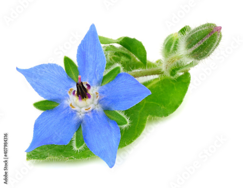 Borage (Borago Officinalis) Medicinal Flower Herb Flower Known as Starflower. Isolated on White Background. photo