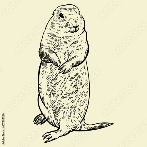 Vintage hand drawn Prairie dog