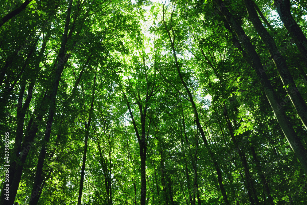 Mountain beech forest in the mountains of Crimea in the spring at dawn. Mountain beech forest in the mountains of Crimea in the spring at dawn.