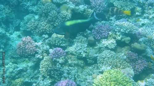 underwater photography, inhabitants of the red sea