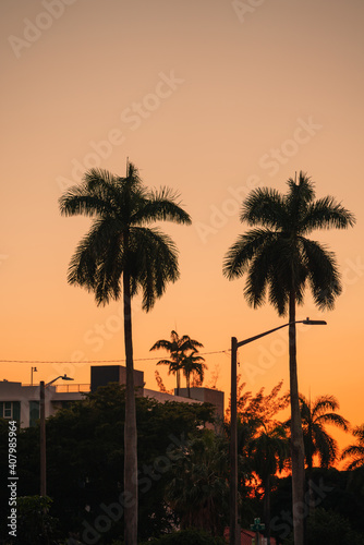 sunset over the trees Palms florida 
