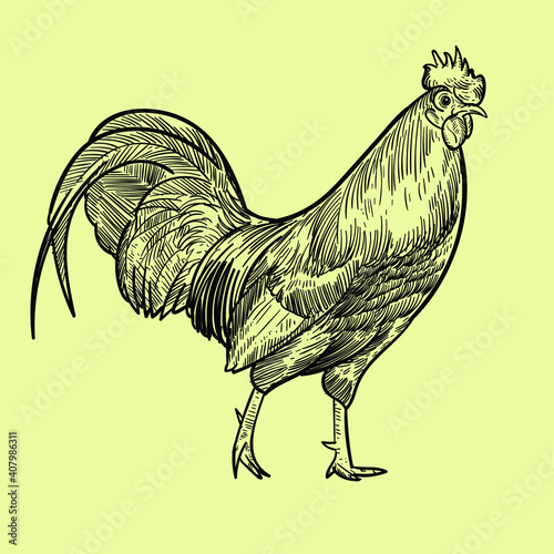 Vintage hand drawn sketch roosters