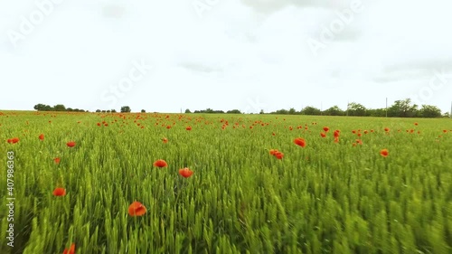 Poppy flower field, close up