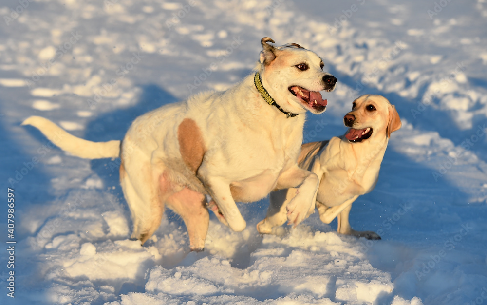 un precioso perro labrador en la nieve un precioso perro labrador en la nieve