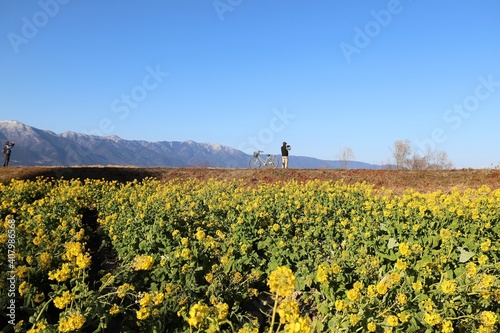 琵琶湖　なぎさ公園の菜の花畑
