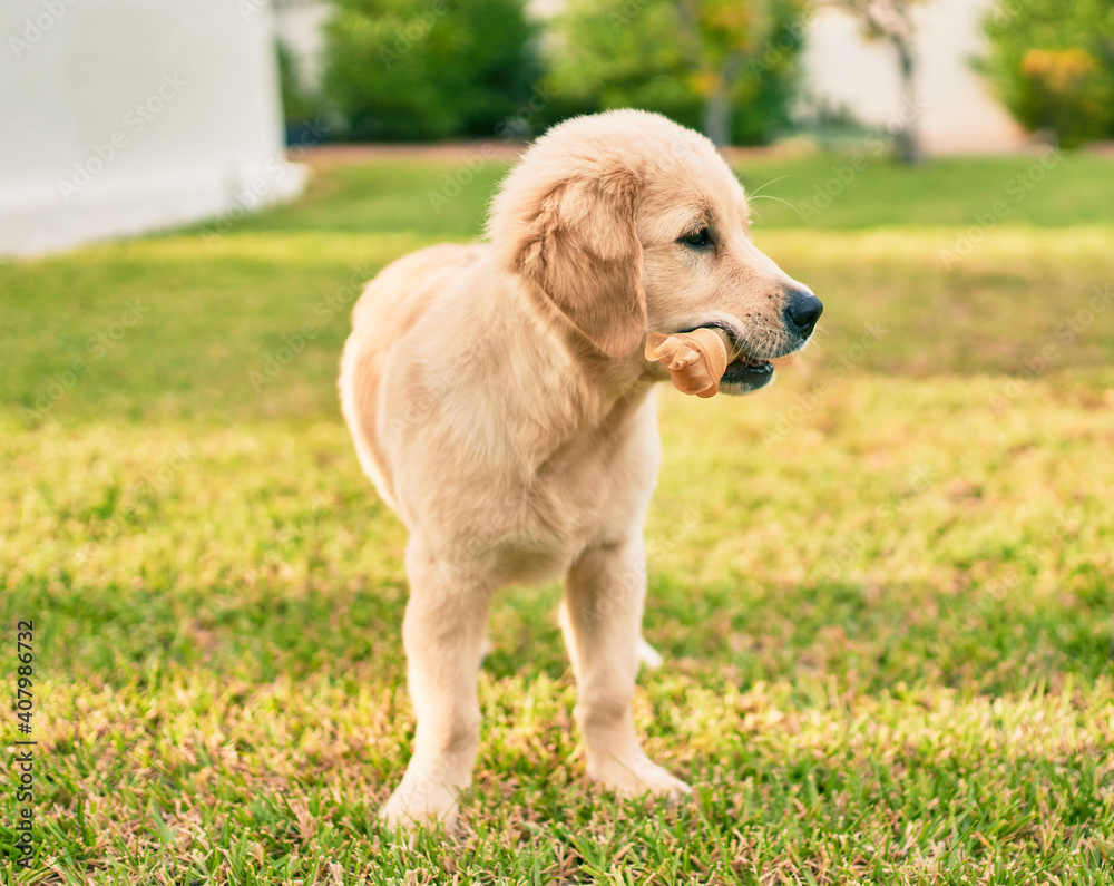 Beautiful and cute golden retriever puppy dog having fun at the park sitting on the green grass. Lovely labrador purebred eating bone