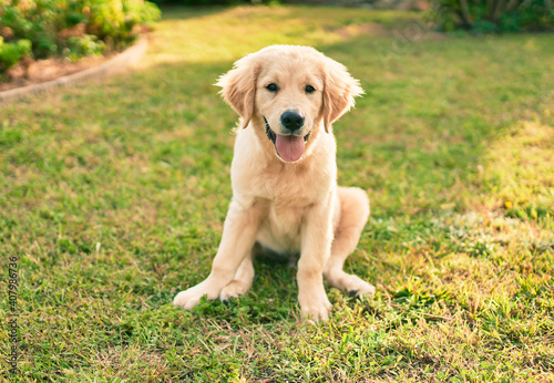 Beautiful and cute golden retriever puppy dog having fun at the park sitting on the green grass. Lovely labrador purebred doggy