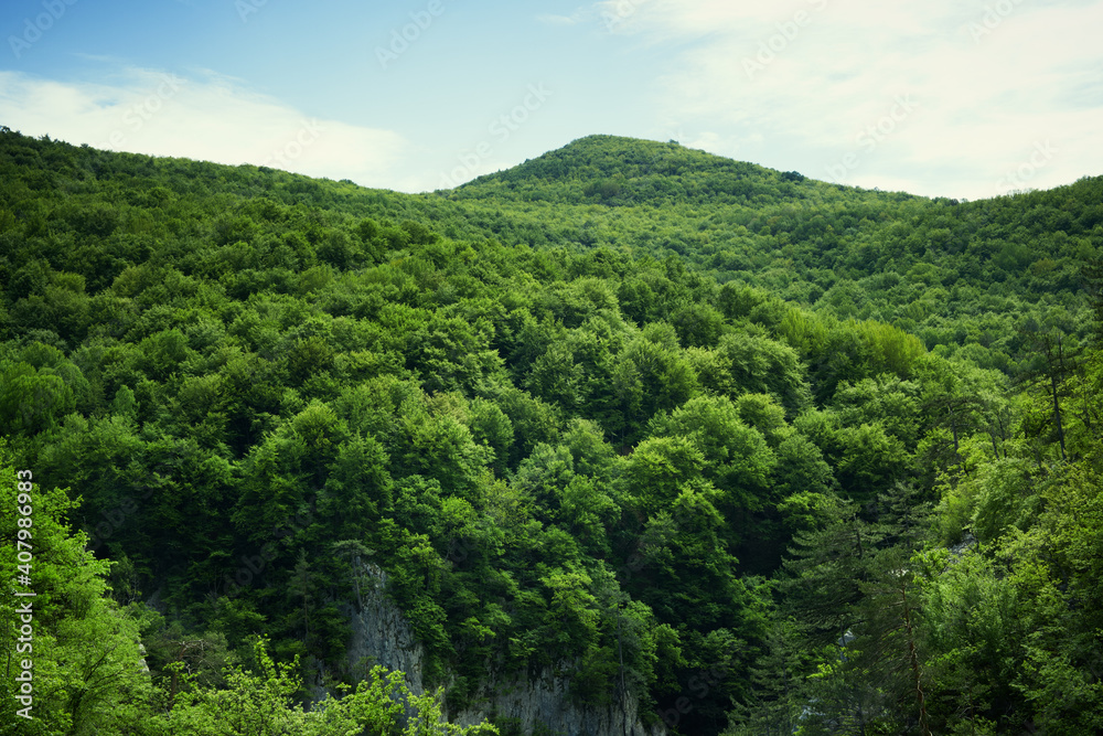 Mountain beech forest in the mountains of Crimea in the spring at dawn.