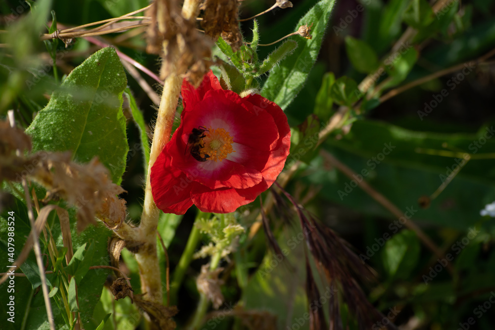 Obraz premium Flores