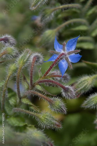 flower on garden