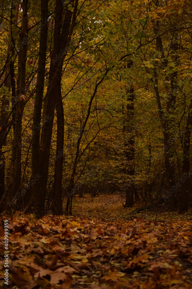 Obraz premium autumn in the forest