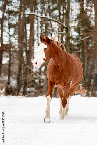 Galloping chestnut horse mare stallion in snow. Stunning active horse with long mane full of power in winter. © Eliška