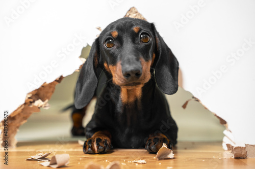 portrait of a cute naughty puppy dachshund piteously looks at the owner having done a mess in the house, gnawed through furniture and a hole in the door. monkey tricks pet.