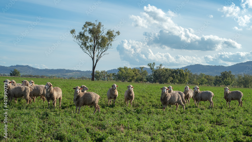 Fototapeta premium herd of sheep