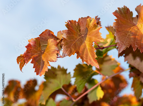 Vine against the blue sky. Vineyards in the autumn with red foliage. Winemaking. Macro photography of a leaf covered with dew. Selective focus.