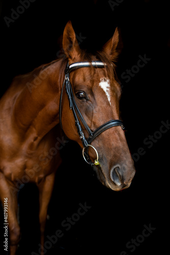 brown horse portrait