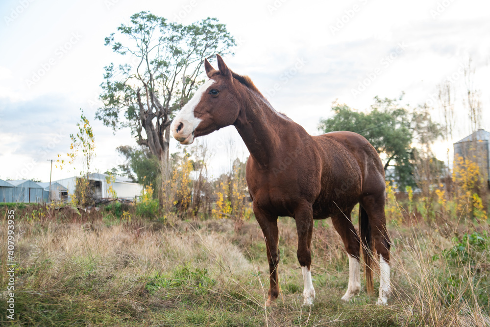 horse in the field horse in the field