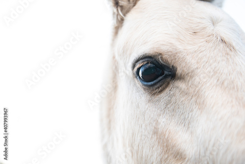 close up of white horse