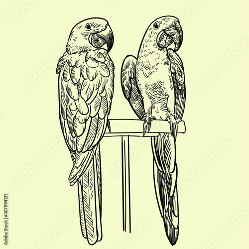Vintage hand drawn birds