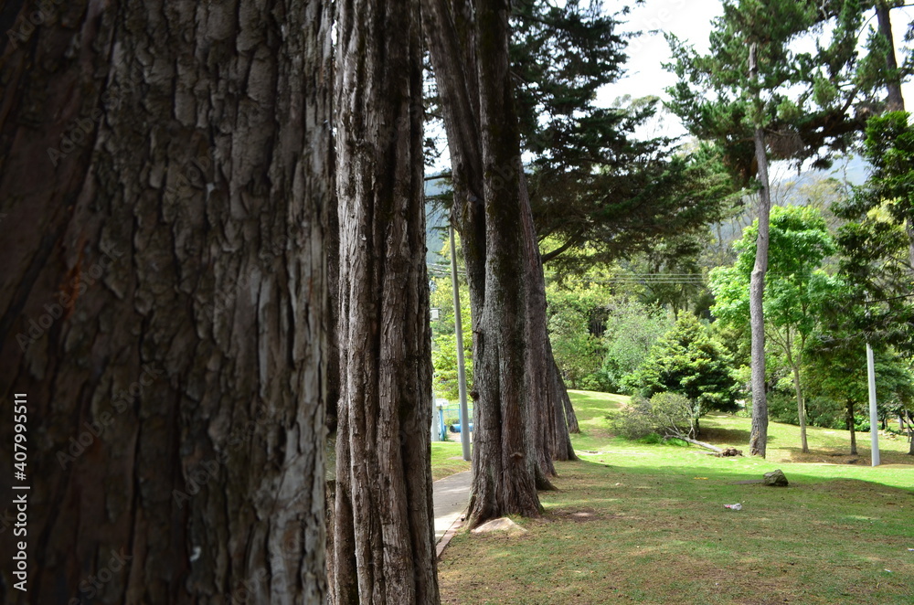 tree in the park