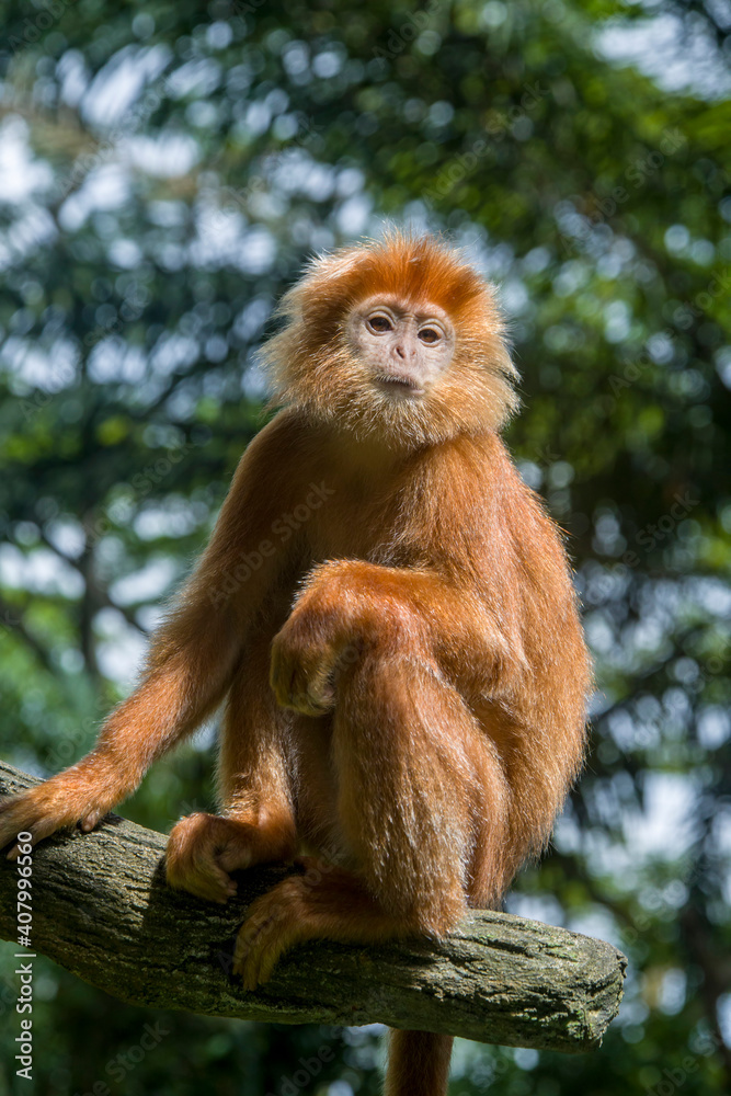 Fototapeta premium The Javan lutung (Trachypithecus auratus) closeup image, also known as the ebony lutung and Javan langur, is an Old World monkey from the Colobinae subfamily