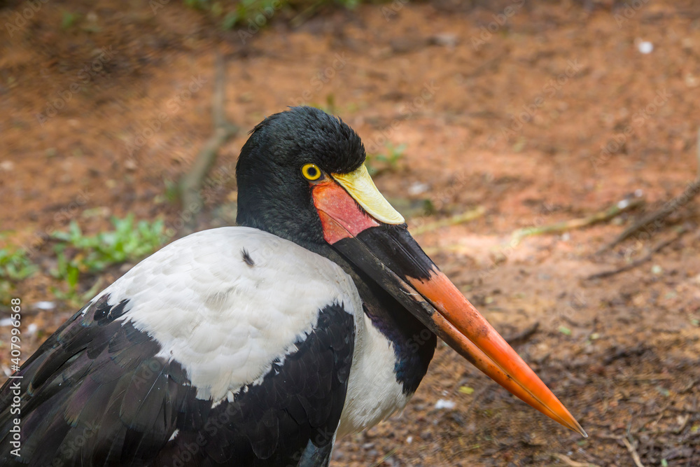 The saddle-billed stork  (Ephippiorhynchus senegalensis) is a large wading bird in the stork family, Ciconiidae. It is a widespread species which is a resident breeder in sub-Saharan Africa