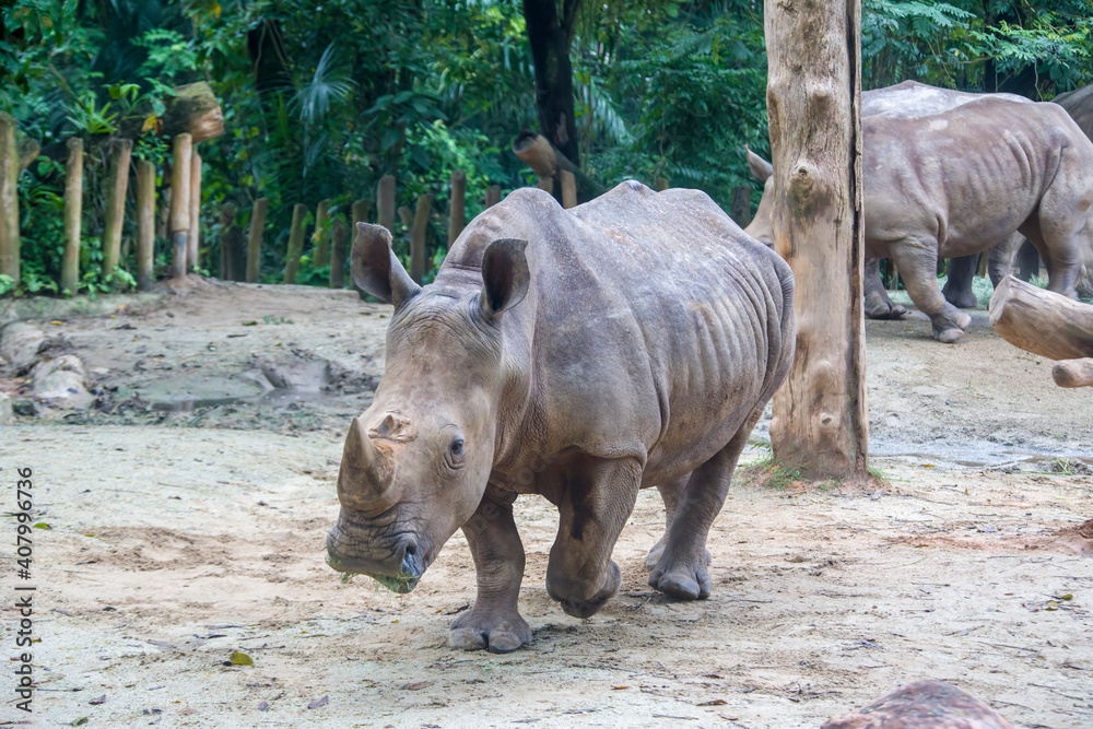 The white rhinoceros (Ceratotherium simum) is the largest extant species of rhinoceros. It has a wide mouth used for grazing and is the most social of all rhino species. The white rhinoceros (Ceratotherium simum) is the largest extant species of rhinoceros. It has a wide mouth used for grazing and is the most social of all rhino species.