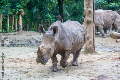 The white rhinoceros  Ceratotherium simum  is the largest extant species of rhinoceros. It has a wide mouth used for grazing and is the most social of all rhino species.