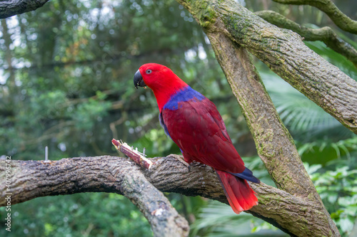 a female Eclectus parrot (Eclectus roratus) perches on the branch. A parrot native to the Solomon Islands, Sumba, New Guinea and nearby islands, northeastern Australia, and the Maluku Islands.
