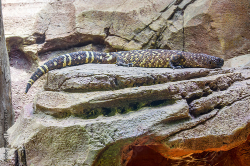 The Mexican beaded lizard (Heloderma horridum) is a species of lizard in the family Helodermatidae, one of the two species of venomous beaded lizards found principally in Mexico and southern Guatemala