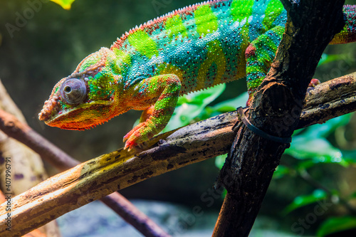 The panther chameleon is a species of chameleon found in the eastern and northern parts of Madagascar.
In a form of sexual dimorphism, males are more vibrantly colored than the females.