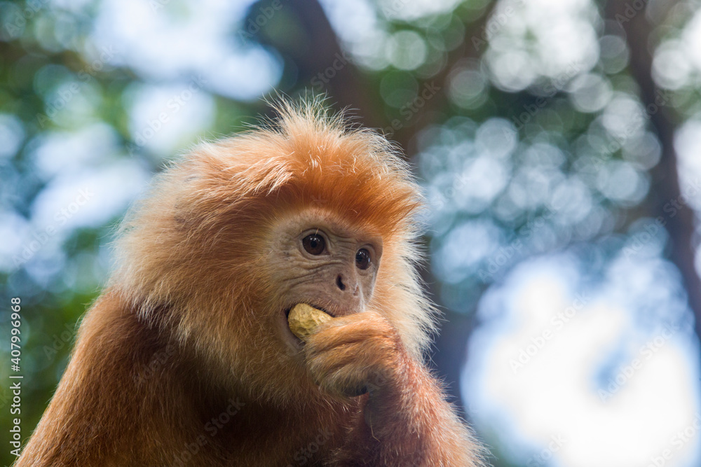 The Javan lutung (Trachypithecus auratus) is eating peanut, also known as the ebony lutung and Javan langur, is an Old World monkey from the Colobinae subfamily The Javan lutung (Trachypithecus auratus) is eating peanut, also known as the ebony lutung and Javan langur, is an Old World monkey from the Colobinae subfamily
