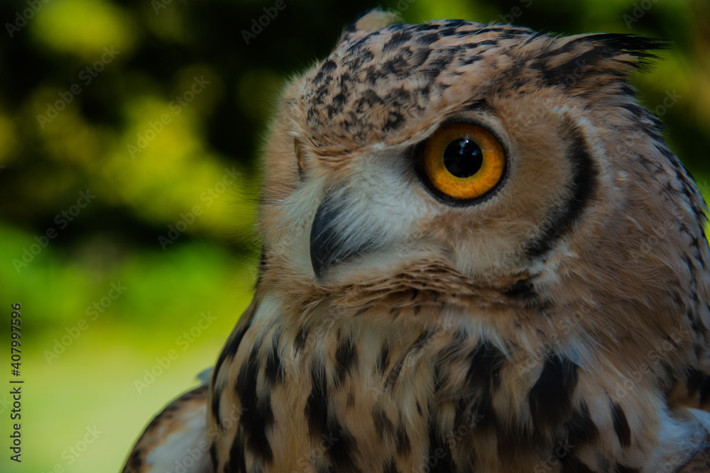 Fototapeta premium owl