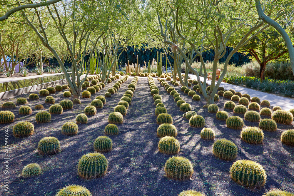 Fototapeta premium Many cactus in beautiful desert garden with warm weather trees and plants