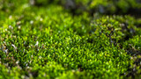 lush green moss in topical forest country nature gackground copy space