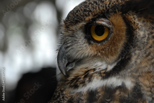 Owl © Pat Bourque 