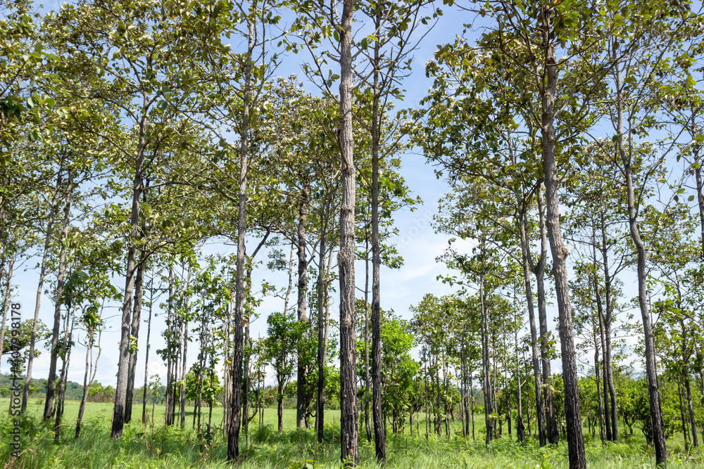 Fototapeta premium Beautiful tree against blue sky in tropical rainforest, Northern Thailand.