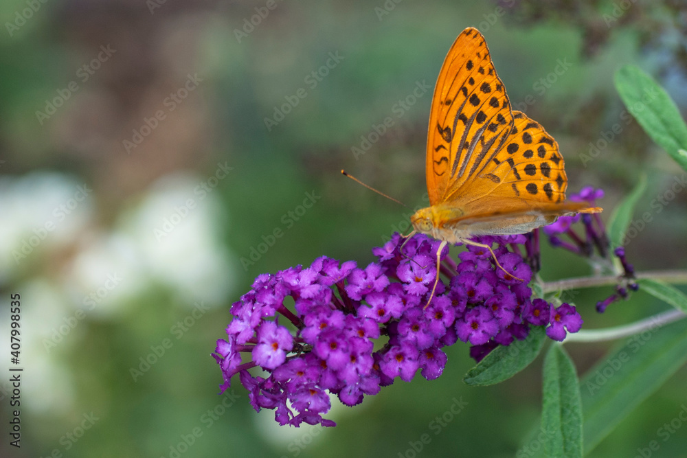orange butterfly on purpe flower orange butterfly on purpe flower