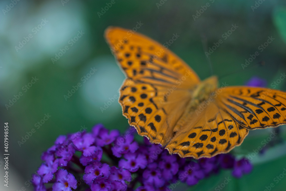 Orange Butterfly on a purple flower Orange Butterfly on a purple flower
