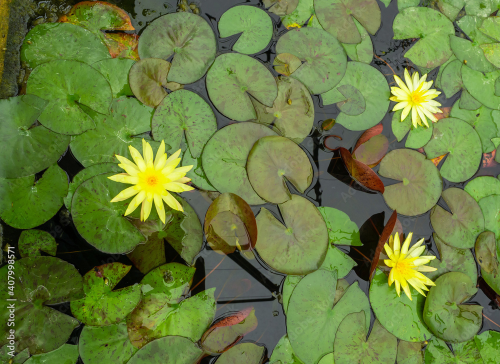 Topview beautiful yellow waterlilies or lotus flower with green leaf in pond. Topview beautiful yellow waterlilies or lotus flower with green leaf in pond.