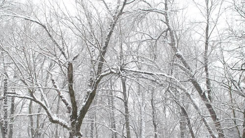 Trees in forest on cold winter day while snow is snowing Trees in forest on cold winter day while snow is snowing