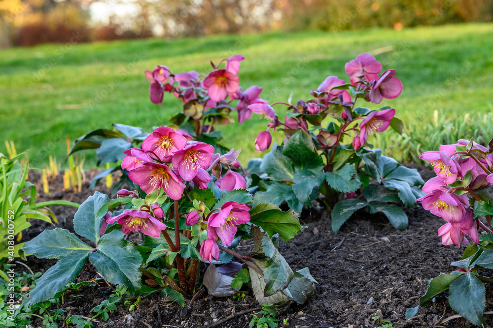 Cheerful pink hellebore blooming in a sunny garden, as a nature background
