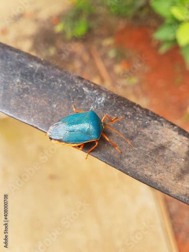 Beautiful blue bug 
