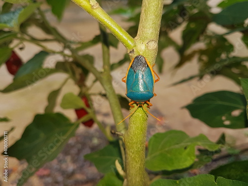 Blue bug on a plant