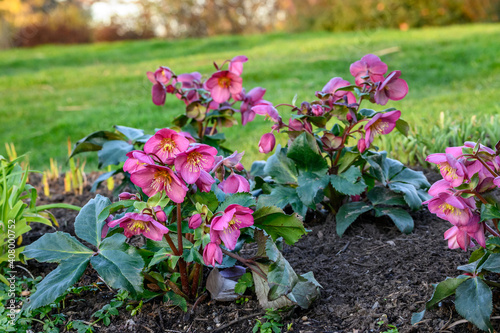 Cheerful pink hellebore blooming in a sunny garden  as a nature background 