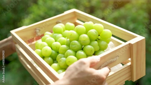 Hand holding wooden box of Green grape on blur background, Shine Muscat Grape with leaves on natural farm background.