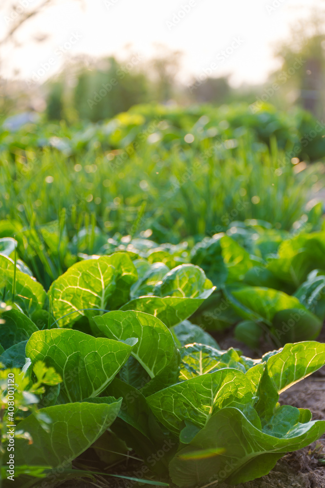 Obraz premium fresh lettuce in the garden