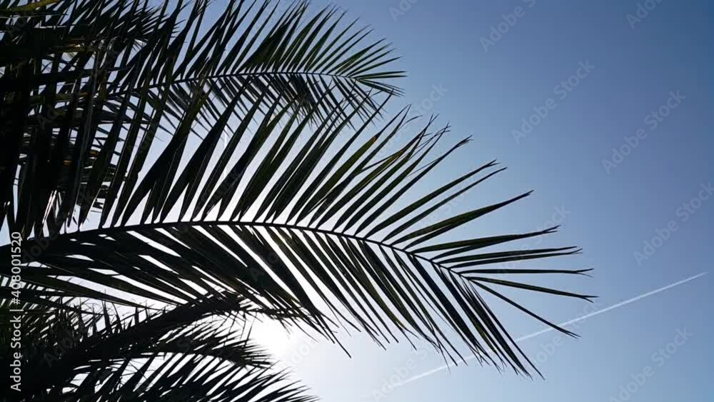 palm leaves palm leaves